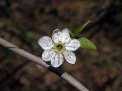 Trnka obecná (Prunus spinosa L.), sedmičetný květ (4)