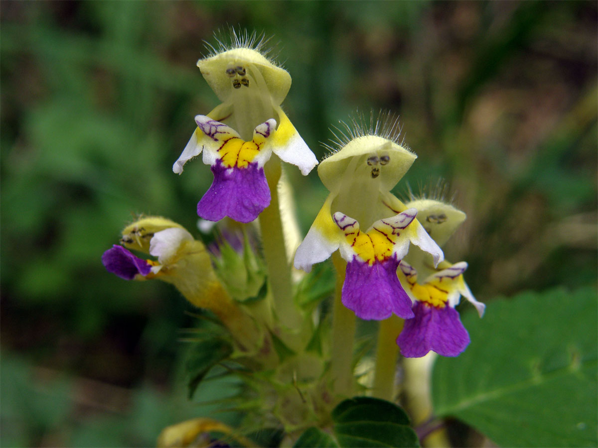 Konopice sličná (Galeopsis speciosa Mill.)