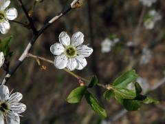 Trnka obecná (Prunus spinosa L.), sedmičetný květ (6)