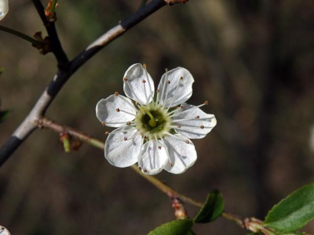 Trnka obecná (Prunus spinosa L.), sedmičetný květ (11)