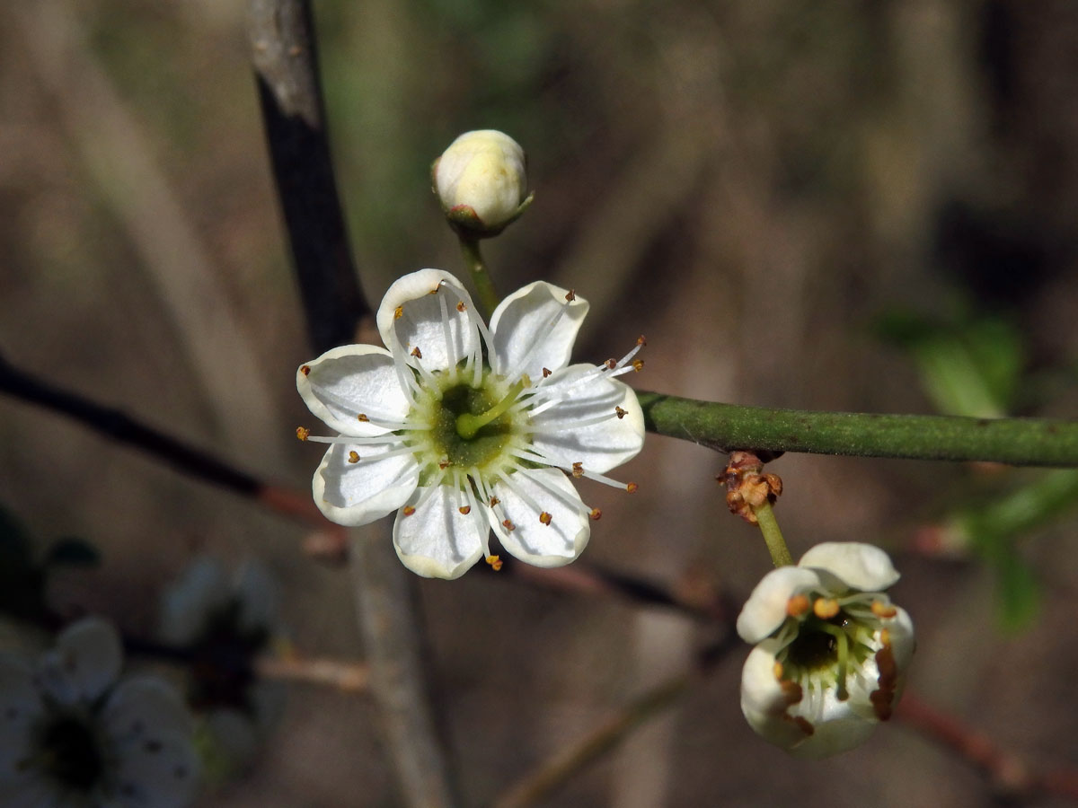 Trnka obecná (Prunus spinosa L.), sedmičetný květ (7)