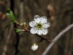 Trnka obecná (Prunus spinosa L.), sedmičetný květ (9)