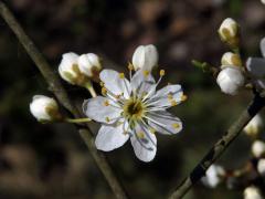 Trnka obecná (Prunus spinosa L.), sedmičetný květ (10)