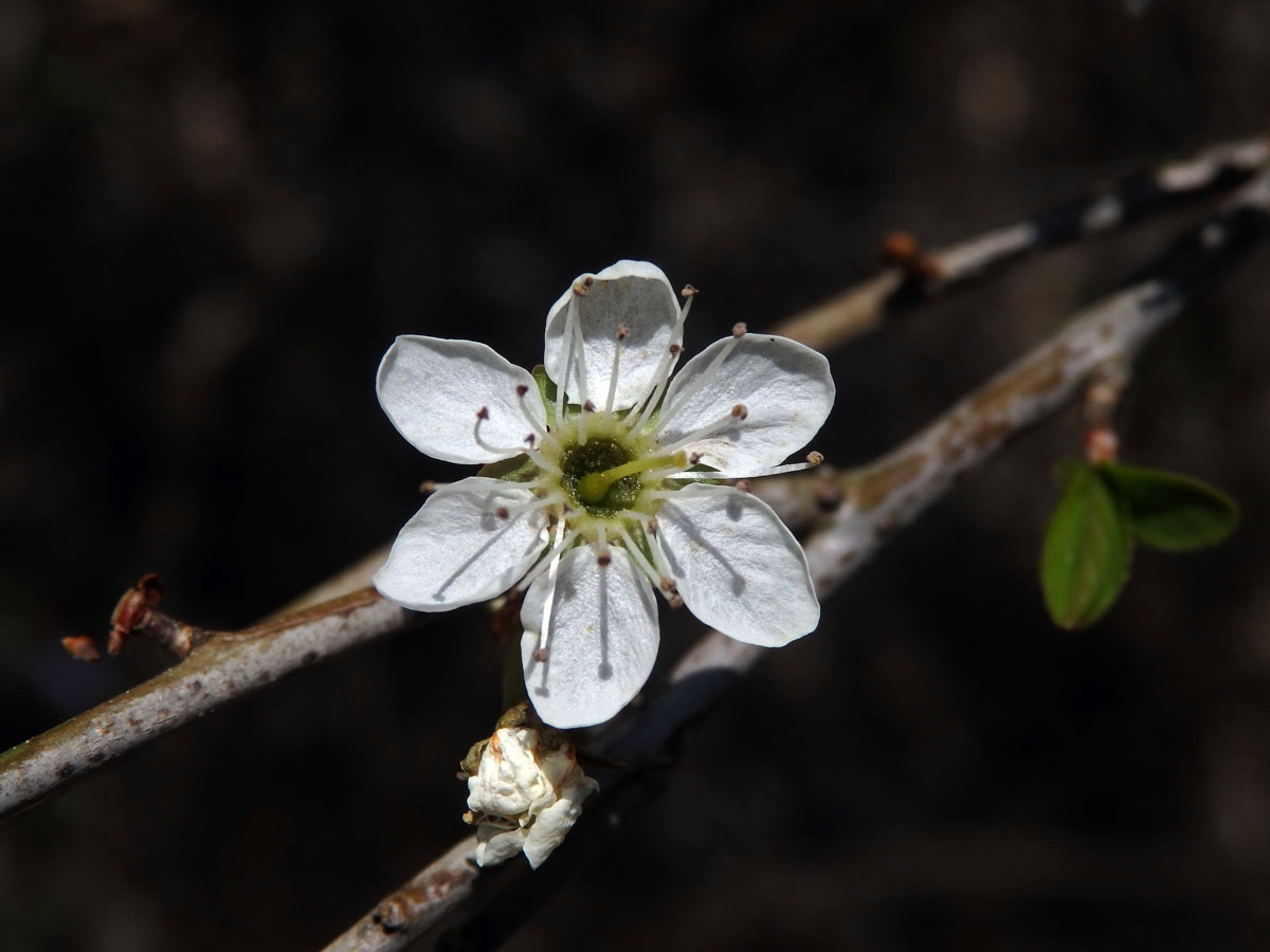 Trnka obecná (Prunus spinosa L.), šestičetný květ (5)