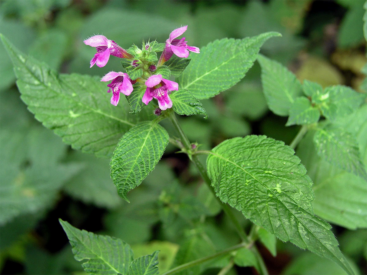 Konopice pýřitá (Galeopsis pubescens Besser)