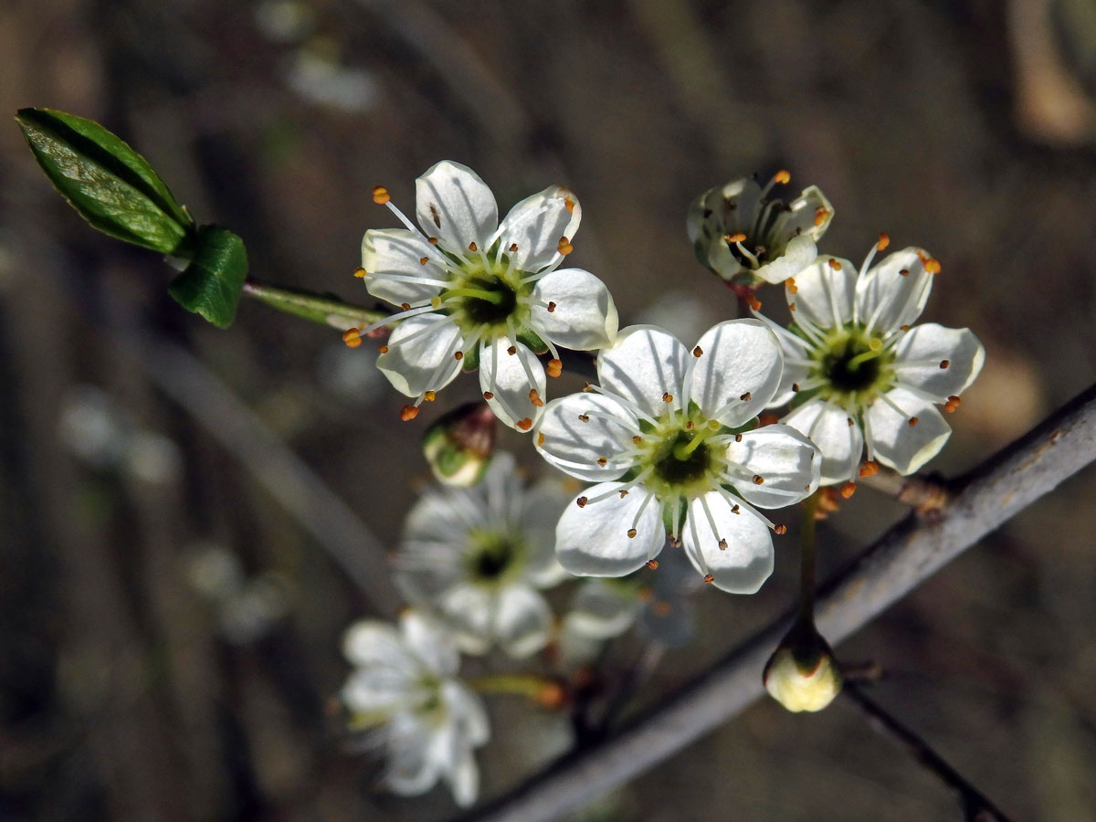 Trnka obecná (Prunus spinosa L.), šestičetný květ (9)