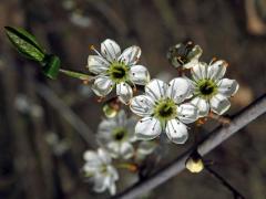 Trnka obecná (Prunus spinosa L.), šestičetný květ (9)