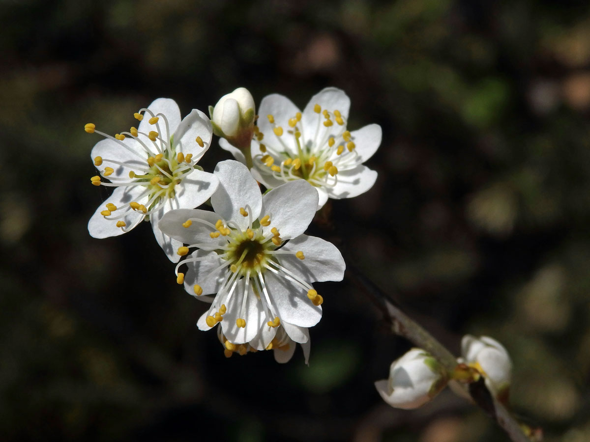 Trnka obecná (Prunus spinosa L.), vícečetné květy (3)