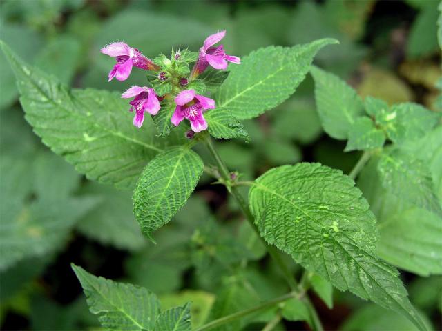 Konopice pýřitá (Galeopsis pubescens Besser)