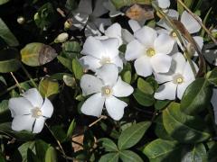 Barvínek menší (Brčál barvínek) (Vinca minor L.) s bílými květy (2b)