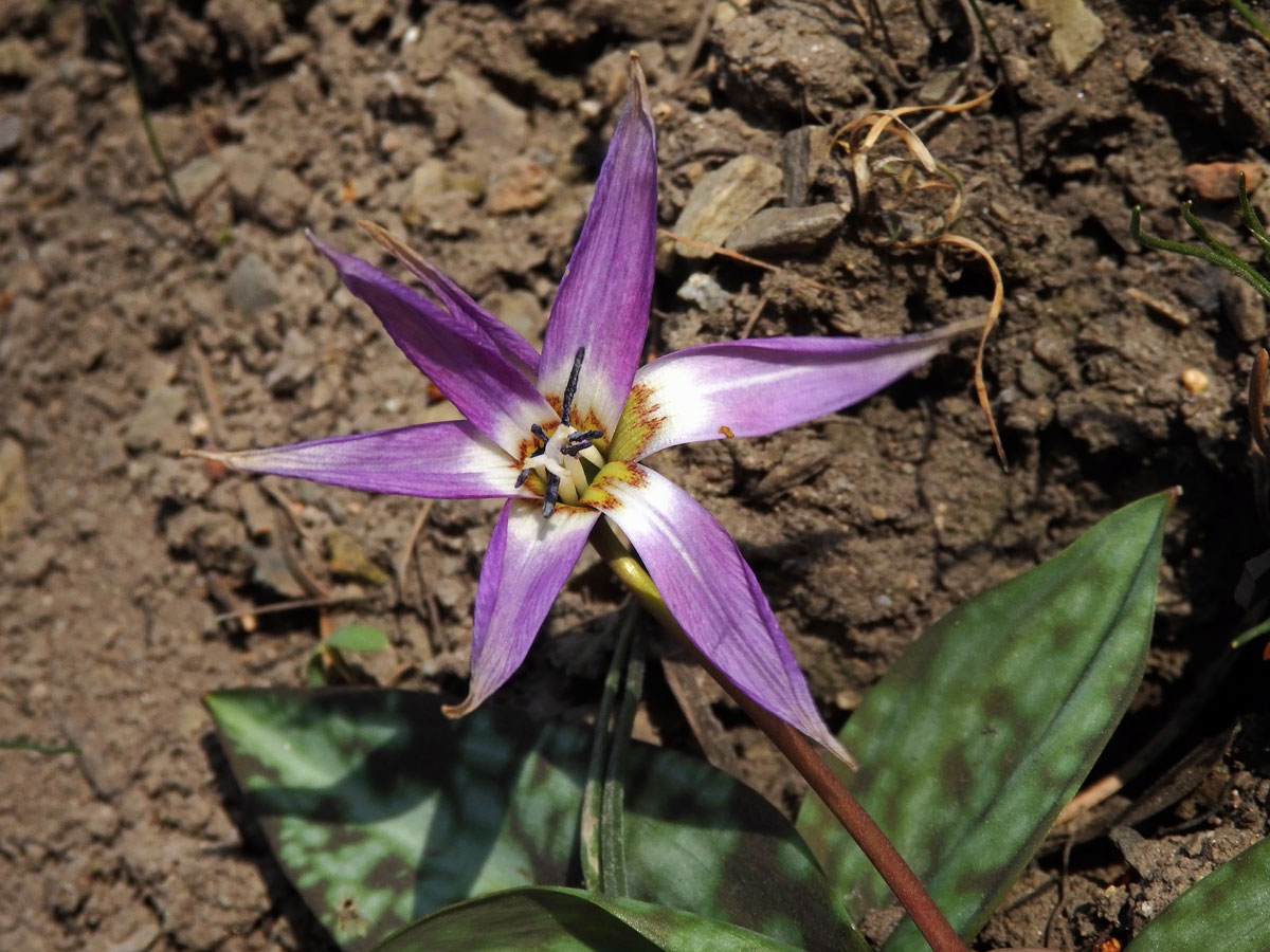 Kandík psí zub (Erythronium dens-canis L.)