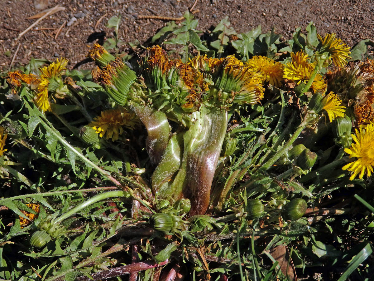 Smetánka lékařská (Teraxacum officinale L.) - fasciace stonku (24)