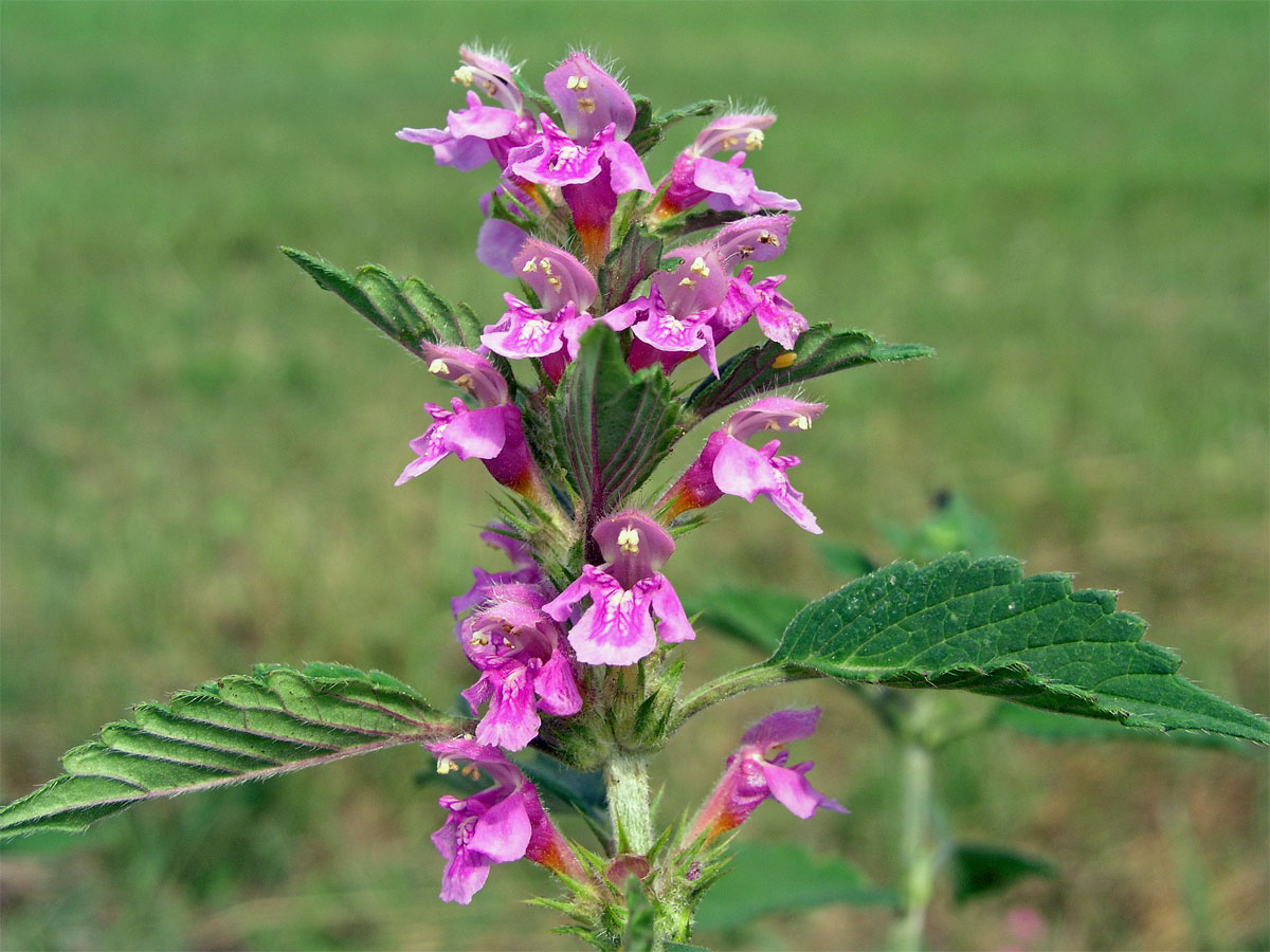 Konopice pýřitá (Galeopsis pubescens Besser)