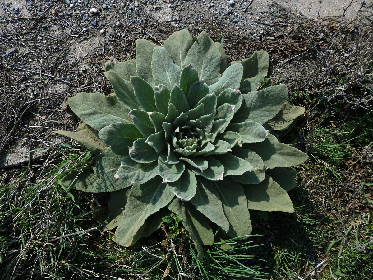 Divizna velkokvětá (Verbascum densiflorum Bertol.)