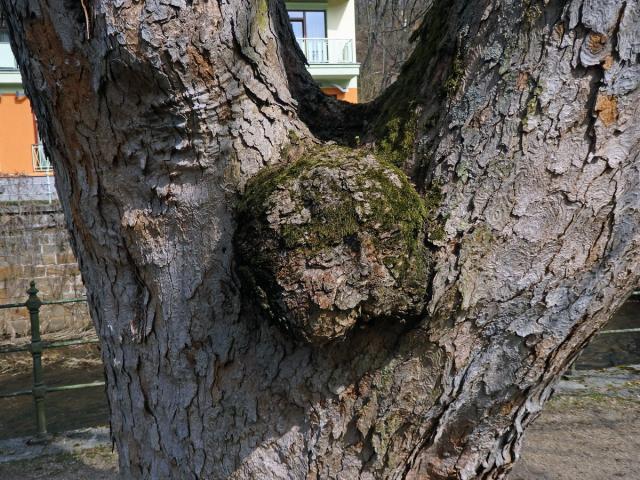 Javor klen (Acer pseudoplatanus L.) s nádorem na kmeni (60b)