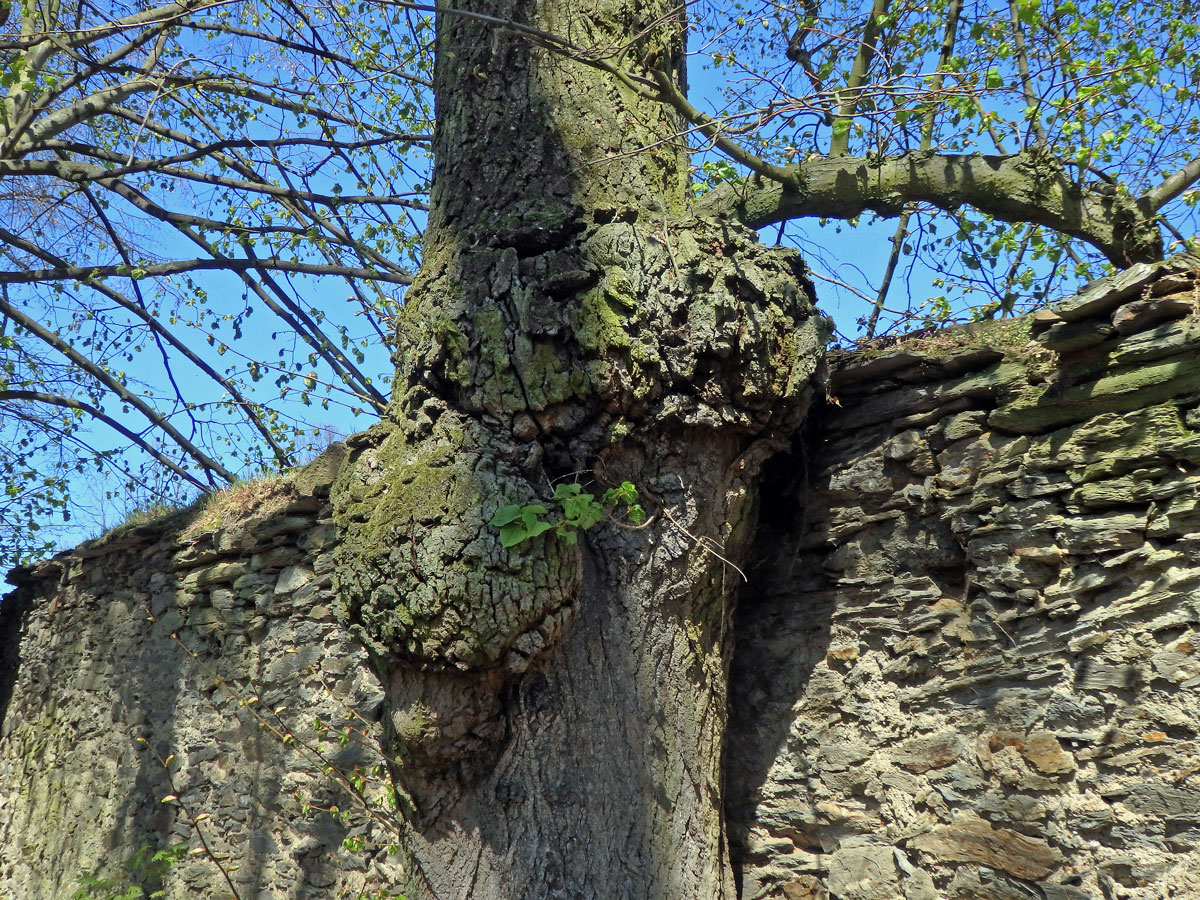 Lípa velkolistá (Tilia platyphyllos Scop.) (49) s nádorem na kmeni