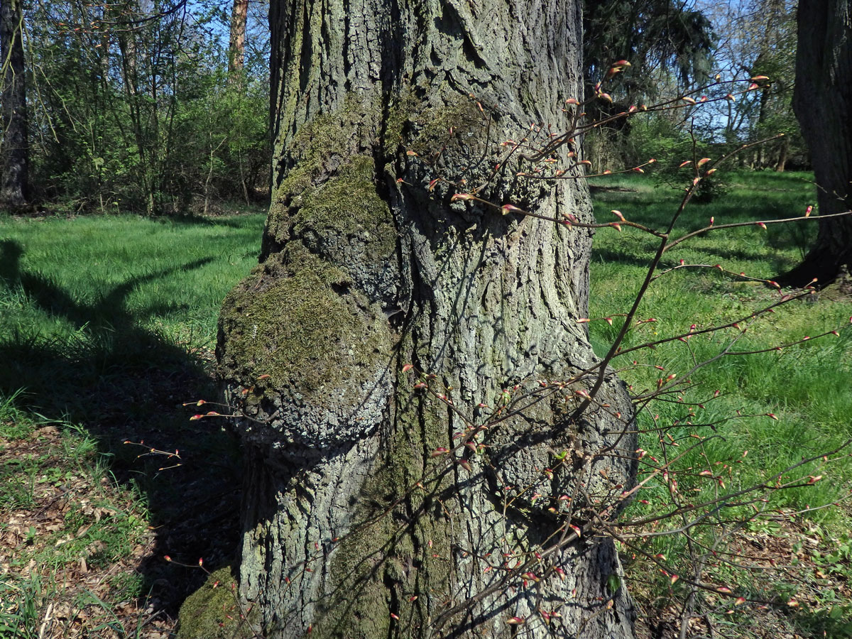 Lípa velkolistá (Tilia platyphyllos Scop.) (50) s nádorem na kmeni