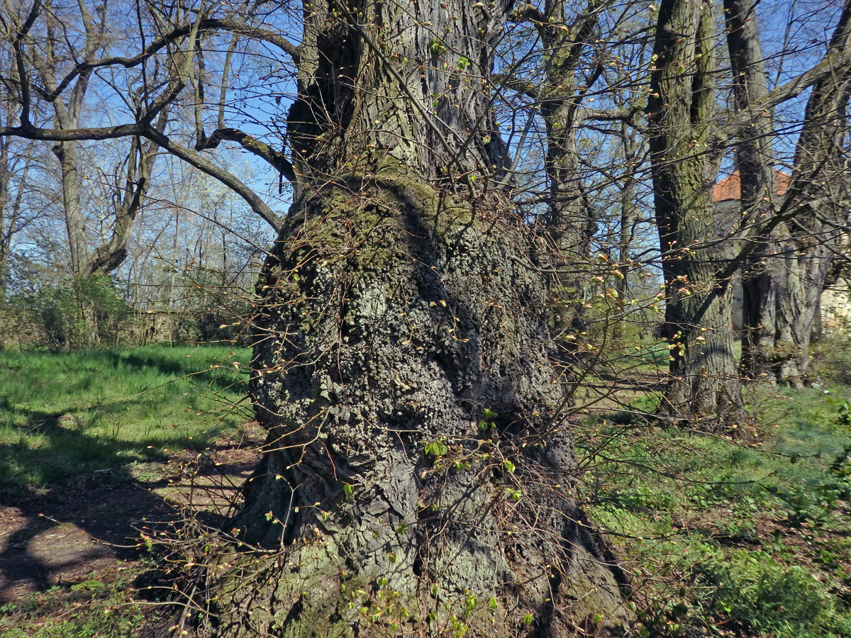 Lípa velkolistá (Tilia platyphyllos Scop.) (51) s nádorem na kmeni