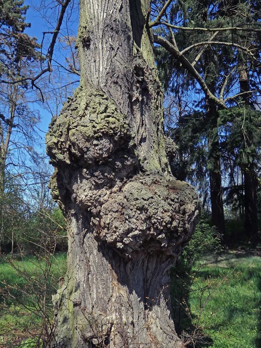 Lípa velkolistá (Tilia platyphyllos Scop.) (52a) s nádorem na kmeni