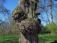 Lípa velkolistá (Tilia platyphyllos Scop.) (52b) s nádorem na kmeni