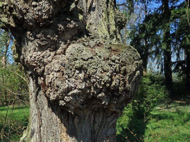 Lípa velkolistá (Tilia platyphyllos Scop.) (52c) s nádorem na kmeni