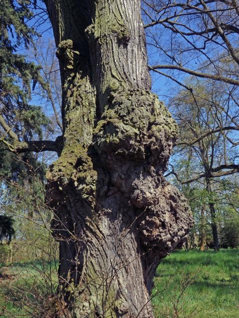 Lípa velkolistá (Tilia platyphyllos Scop.) (52d) s nádorem na kmeni