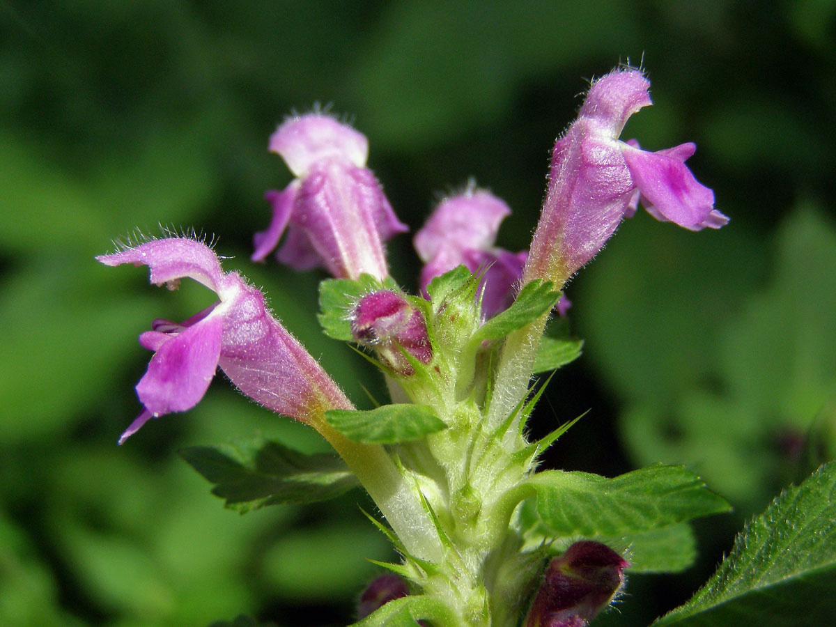 Konopice pýřitá (Galeopsis pubescens Besser)