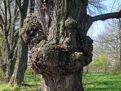 Lípa velkolistá (Tilia platyphyllos Scop.) (52e) s nádorem na kmeni