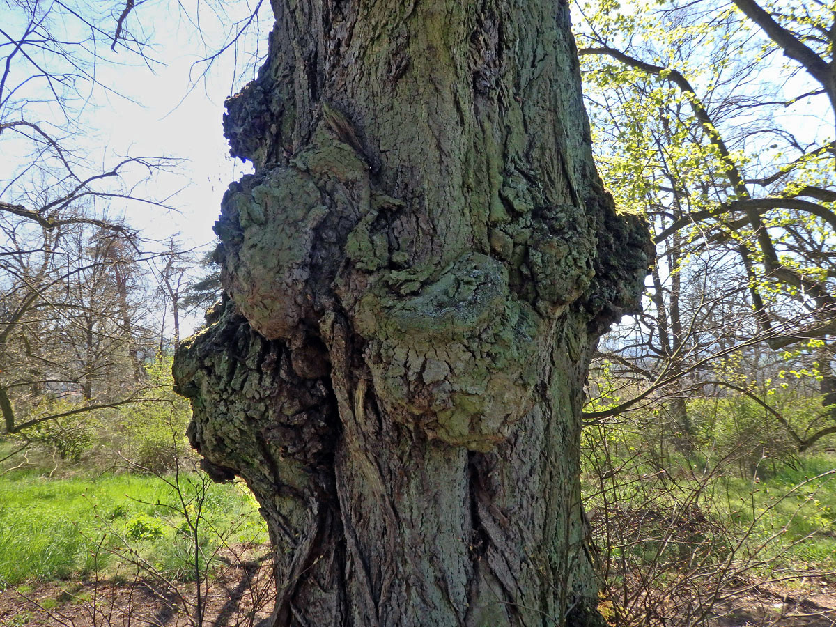 Lípa velkolistá (Tilia platyphyllos Scop.) (52f) s nádorem na kmeni