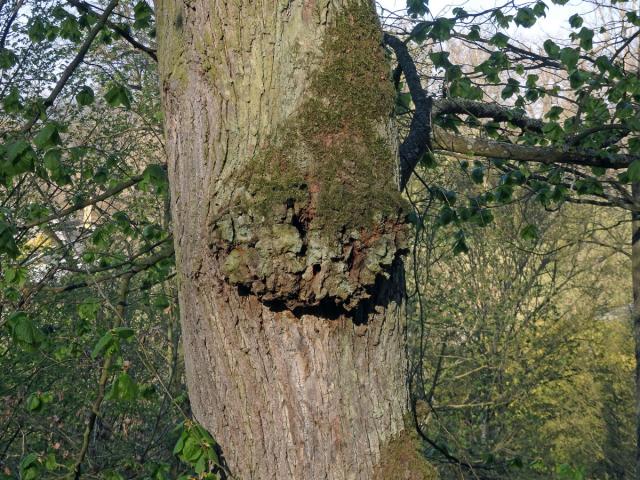 Lípa velkolistá (Tilia platyphyllos Scop.) (53) s nádorem na kmeni