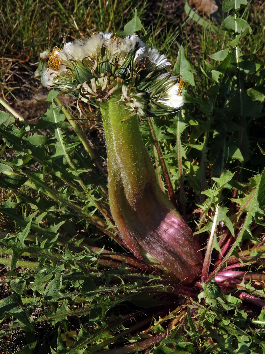 Smetánka lékařská (Teraxacum officinale L.) - fasciace stonku (25)