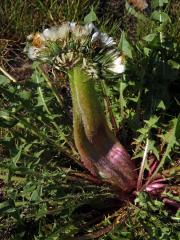 Smetánka lékařská (Teraxacum officinale L.) - fasciace stonku (25)