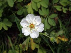 Mochna bílá (Potentilla alba L.) s šestičetným květem (1)
