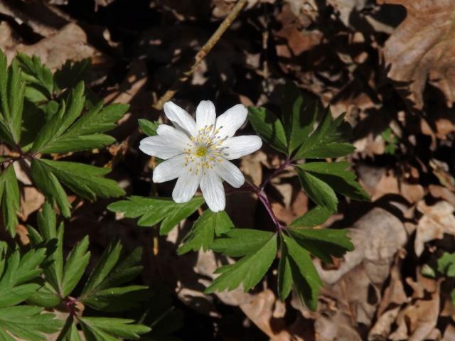 Sasanka hajní (Anemone nemorosa L.) - desetičetný květ (3)