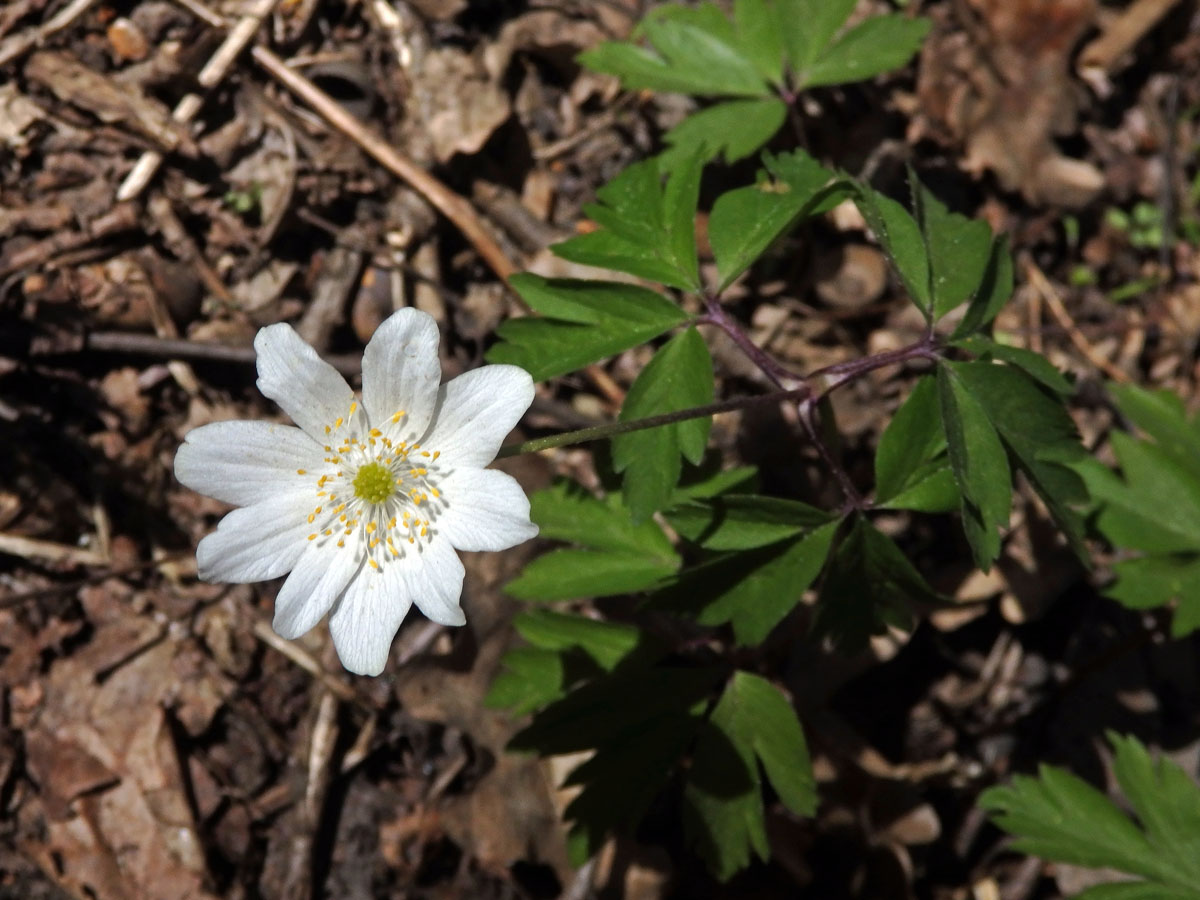 Sasanka hajní (Anemone nemorosa L.) - devítičetný květ (11)