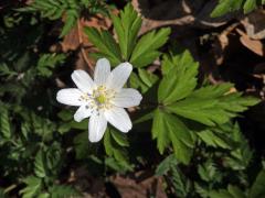 Sasanka hajní (Anemone nemorosa L.) - osmičetný květ (5)