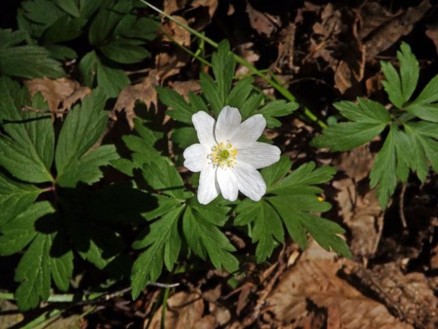 Sasanka hajní (Anemone nemorosa L.) - osmičetný květ (6)