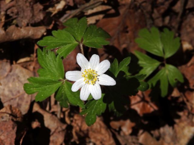 Sasanka hajní (Anemone nemorosa L.) - osmičetný květ (7)