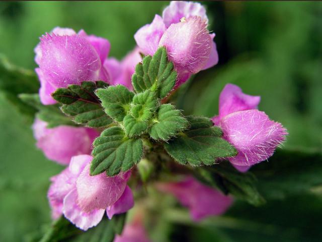 Konopice pýřitá (Galeopsis pubescens Besser)