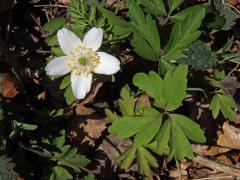 Sasanka hajní (Anemone nemorosa L.) - pětičetný květ (3)