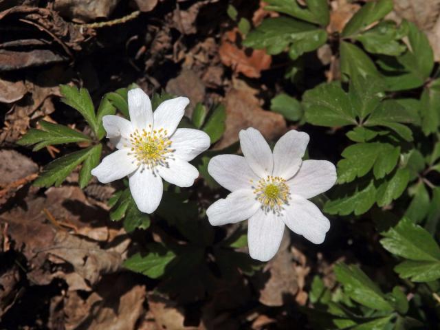 Sasanka hajní (Anemone nemorosa L.) - sedmičetný květ (7)