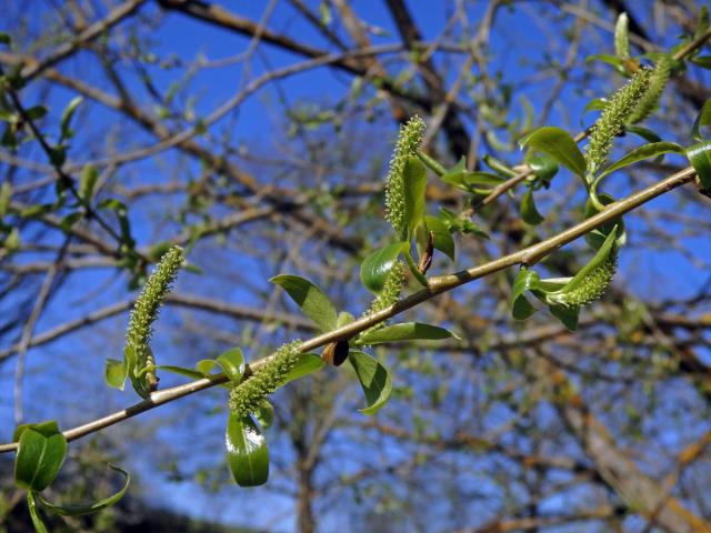 Vrba křehká (Salix fragilis L.)