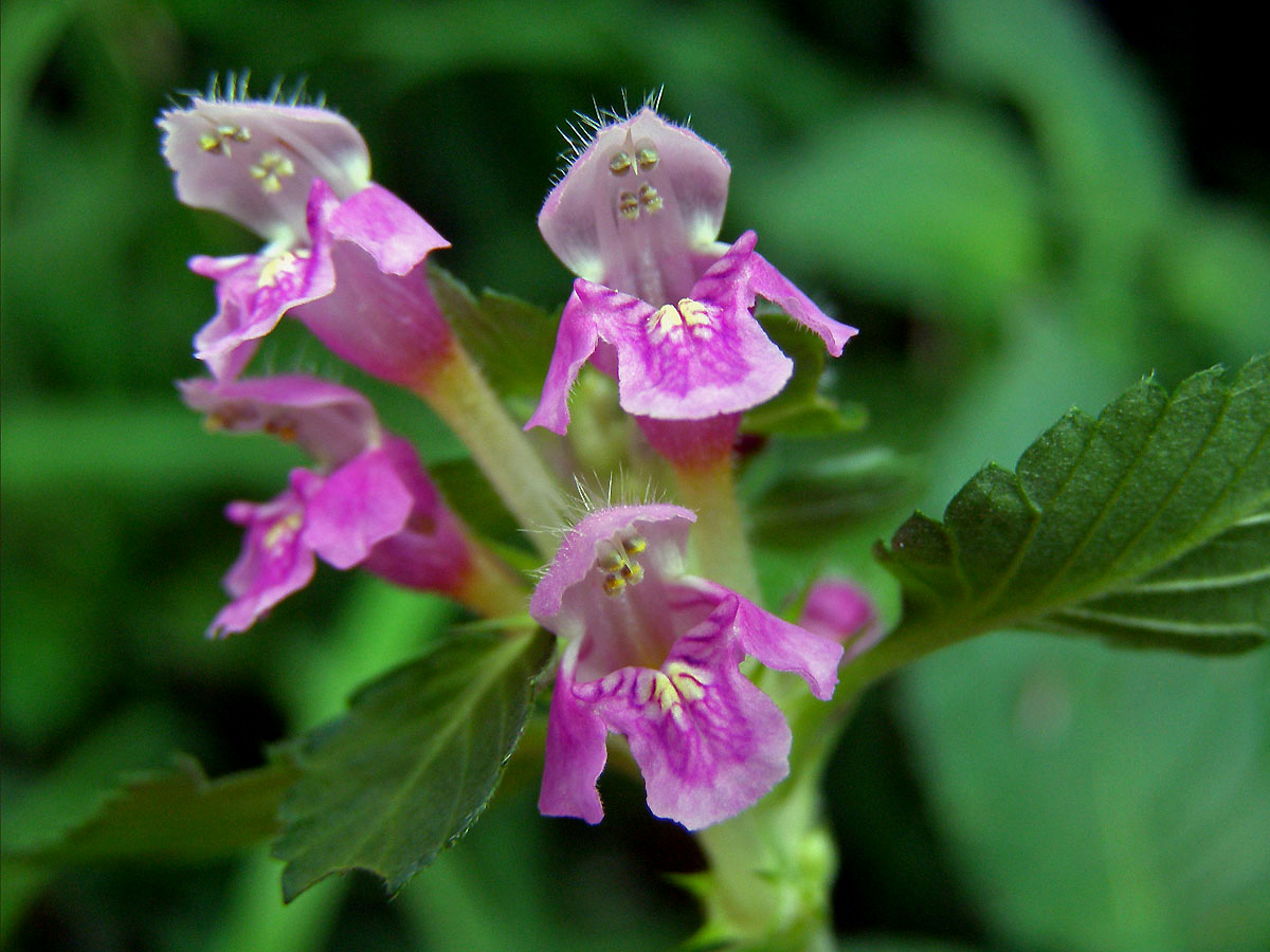 Konopice pýřitá (Galeopsis pubescens Besser)