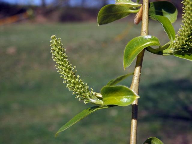 Vrba křehká (Salix fragilis L.)