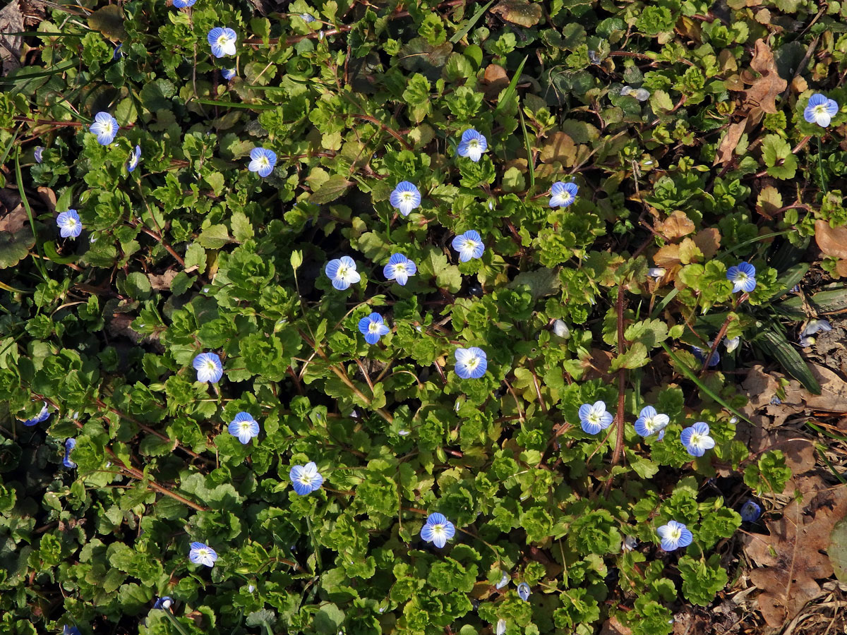 Rozrazil perský (Veronica persica Poiret)