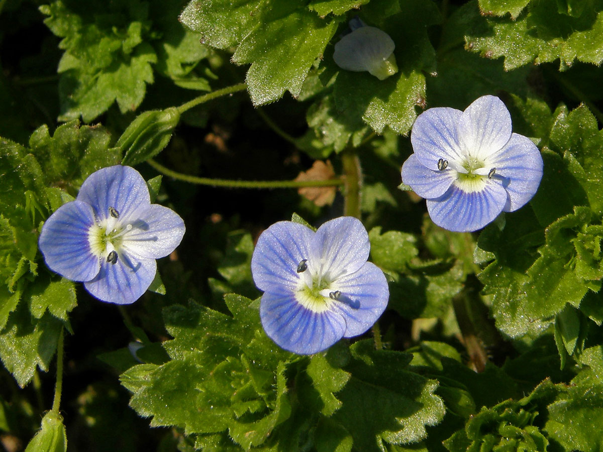 Rozrazil perský (Veronica persica Poiret), pětičetný květ (3)