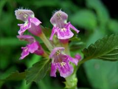 Konopice pýřitá (Galeopsis pubescens Besser)