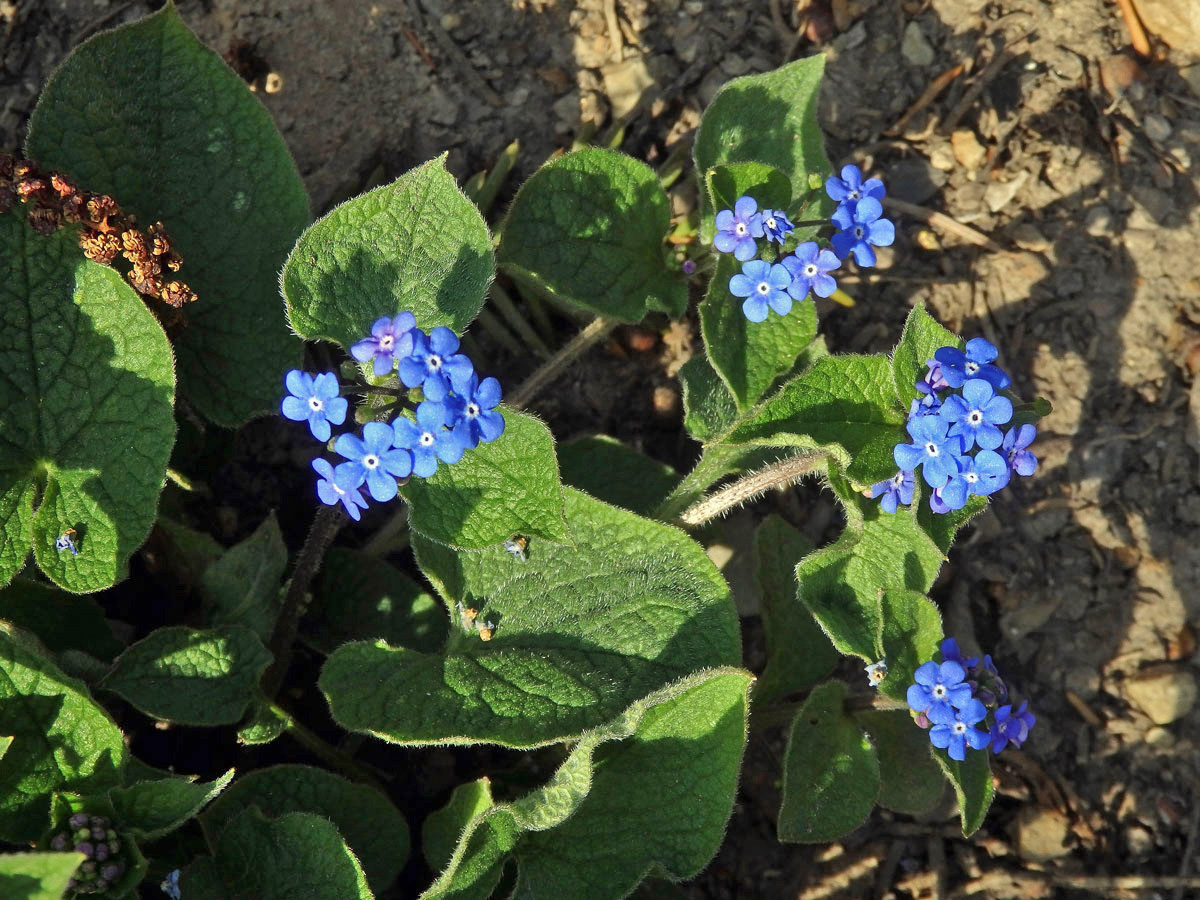 Pomněnkovec sibiřský (Brunnera sibirica Steven)