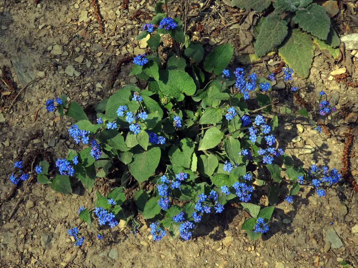 Pomněnkovec sibiřský (Brunnera sibirica Steven)