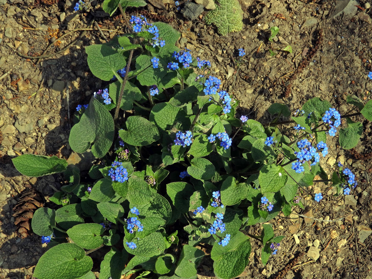 Pomněnkovec sibiřský (Brunnera sibirica Steven)